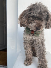 Load image into Gallery viewer, Dog bow tie
