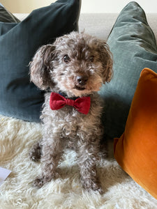 Dog bow tie